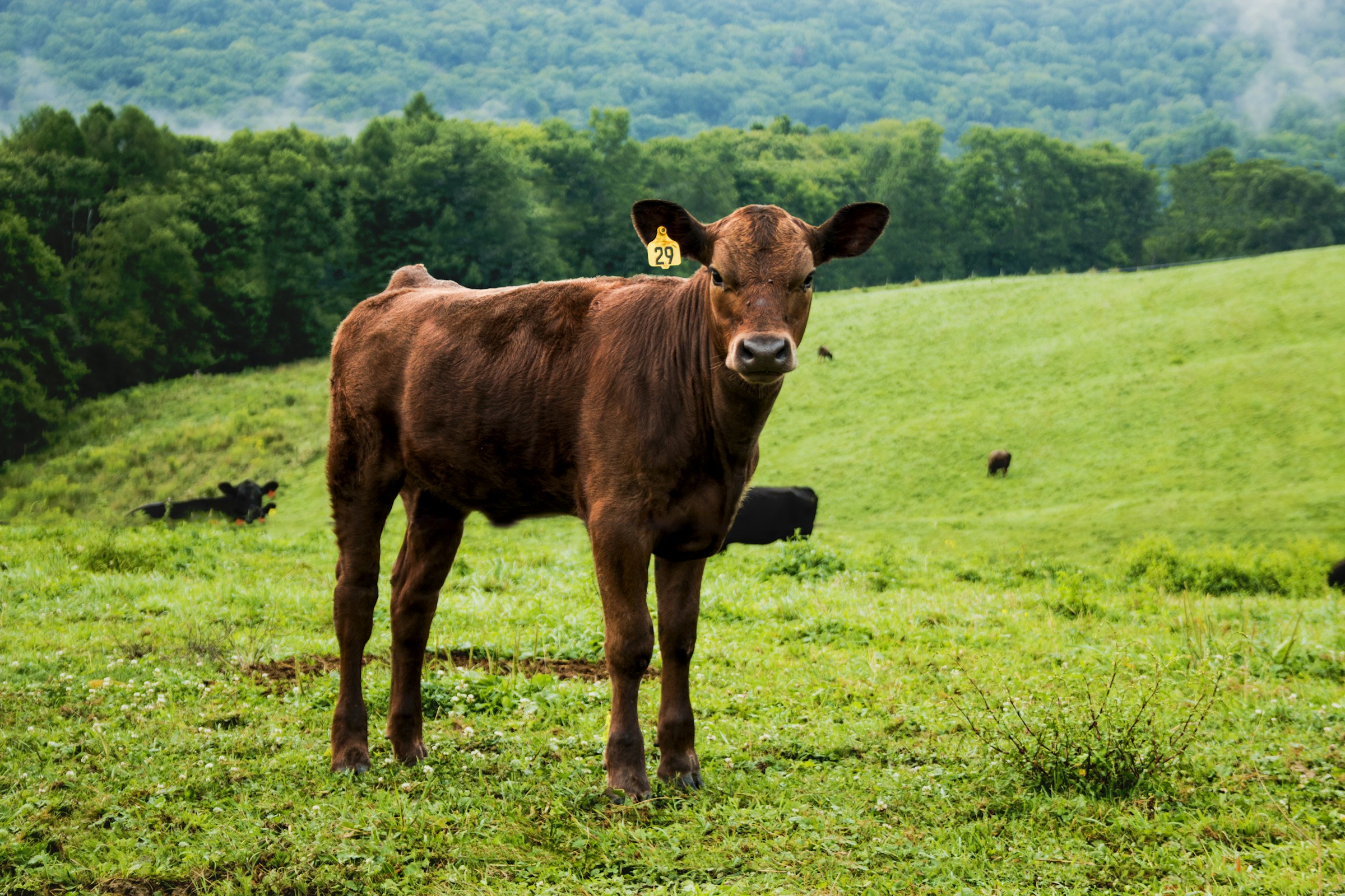 Cattle grazing across a green pasture