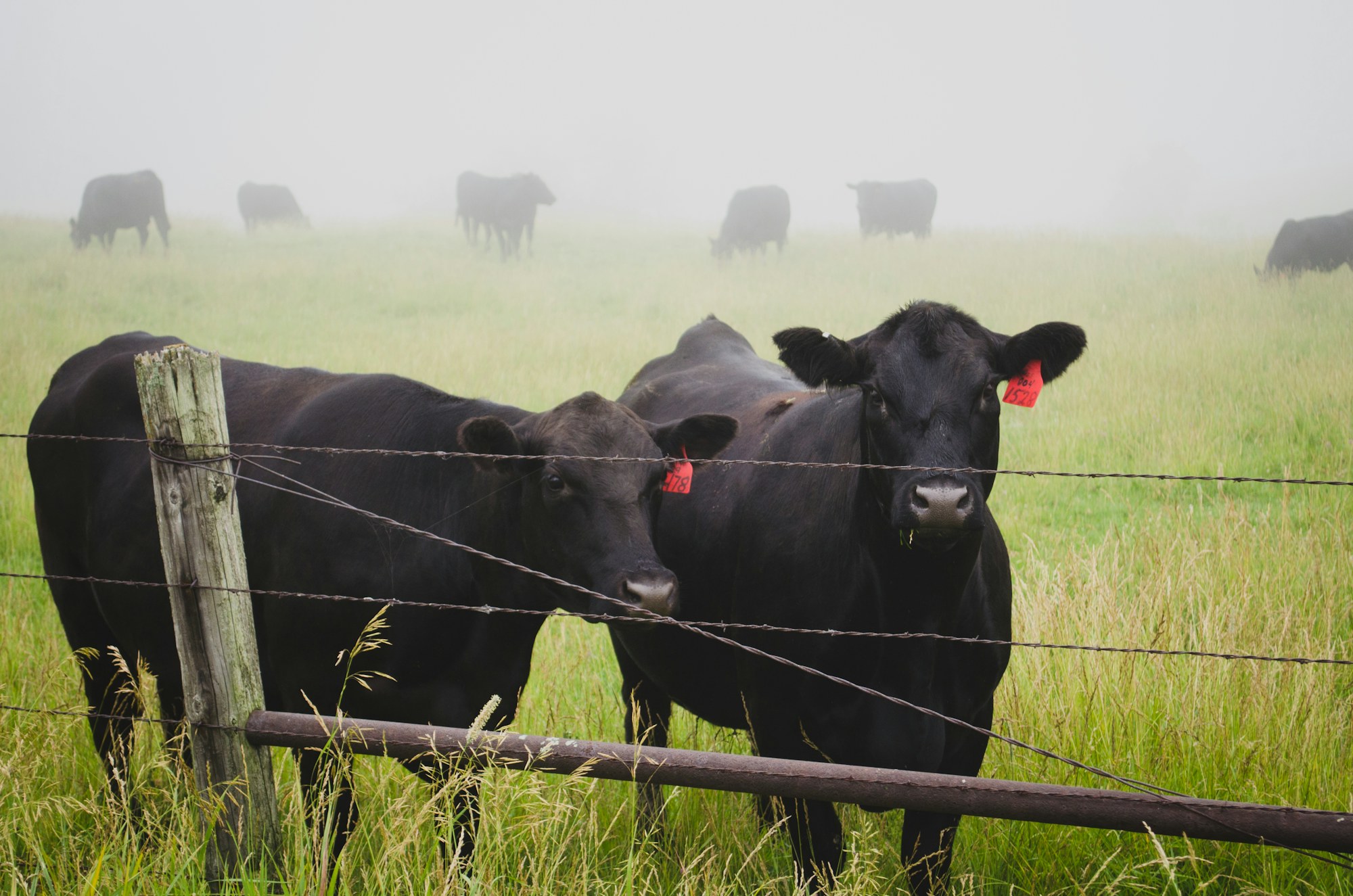 Black cattle standing near a pasture fence